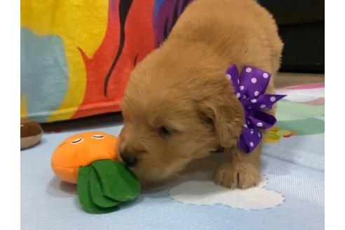 販売中の茨城県のゴールデンレトリーバー-387398の6枚目